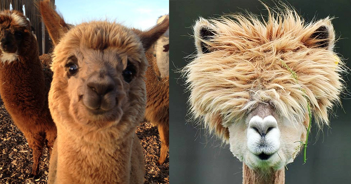 30 Hilarious Alpacas That Are Sure To Make Your Day