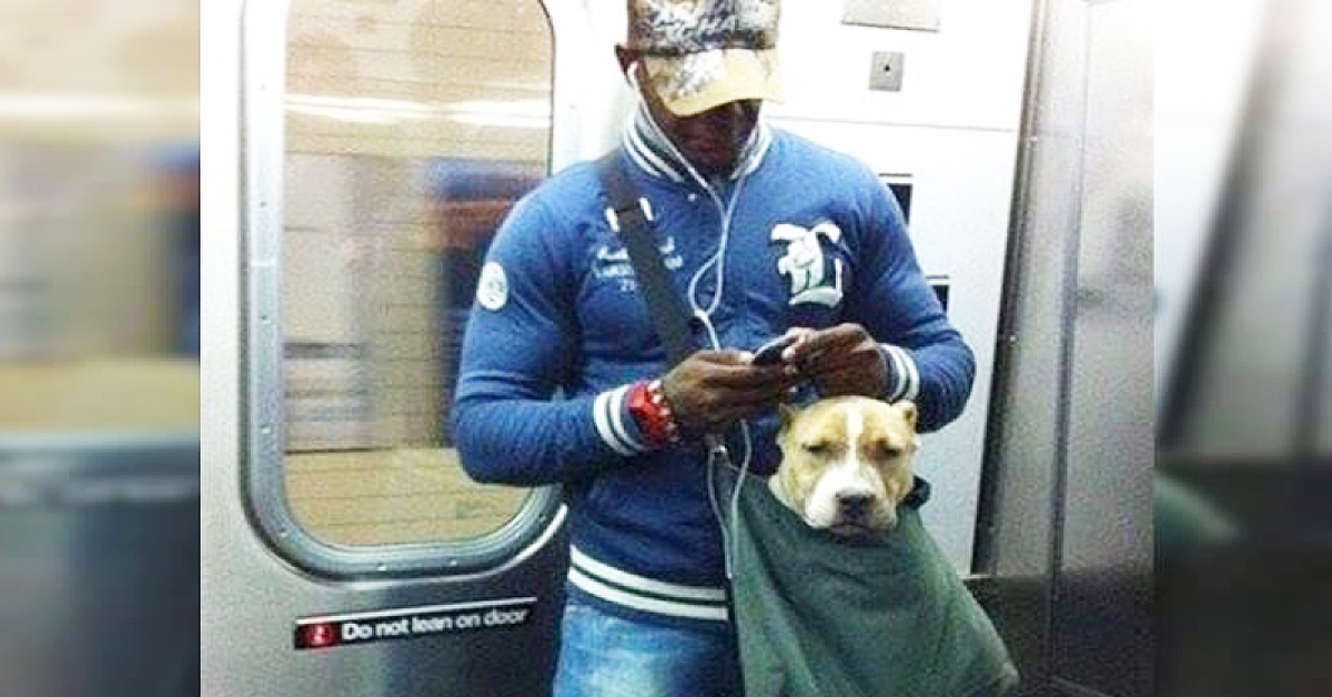 NYC Banned Dogs From The Subway Unless They Fit Into A Bag So 15 Owners Got Super Inventive