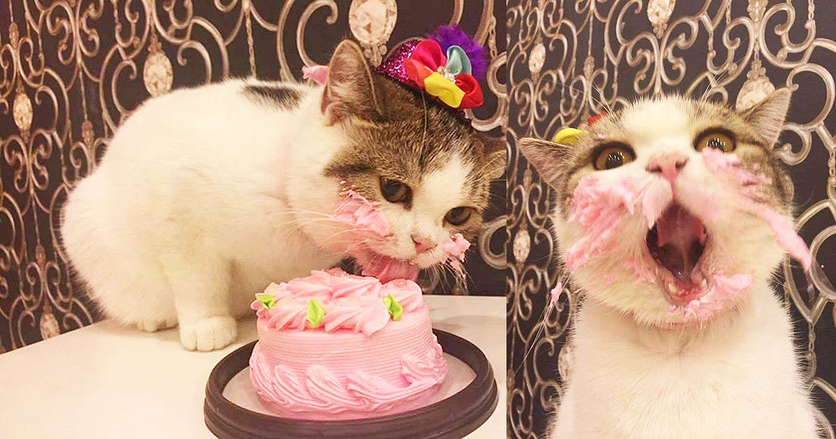 This Cat Gets A Cake All To Himself On His Birthday And It's Adorable