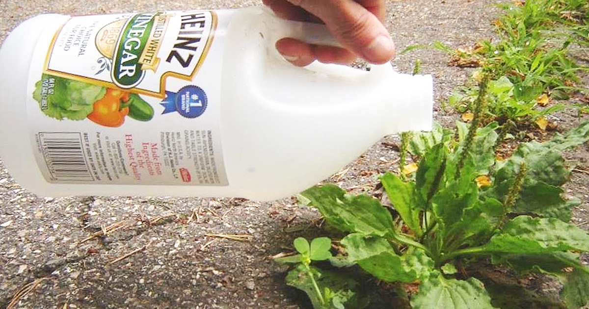 Professional Gardener Gives 9 Brilliant All-Natural Weed Killing Tips