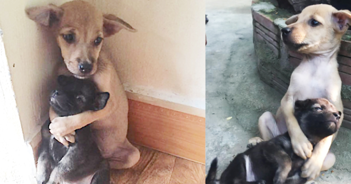These Two Rescued Puppies Won't Stop Hugging Each Other And It's The Sweetest Thing