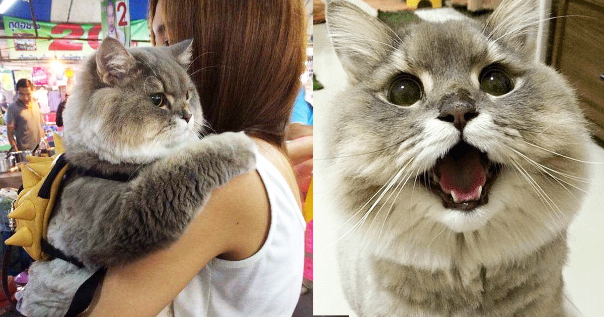 Sai Hi To Bone Bone, The Gigantic Fluffy Famous Cat From Thailand 