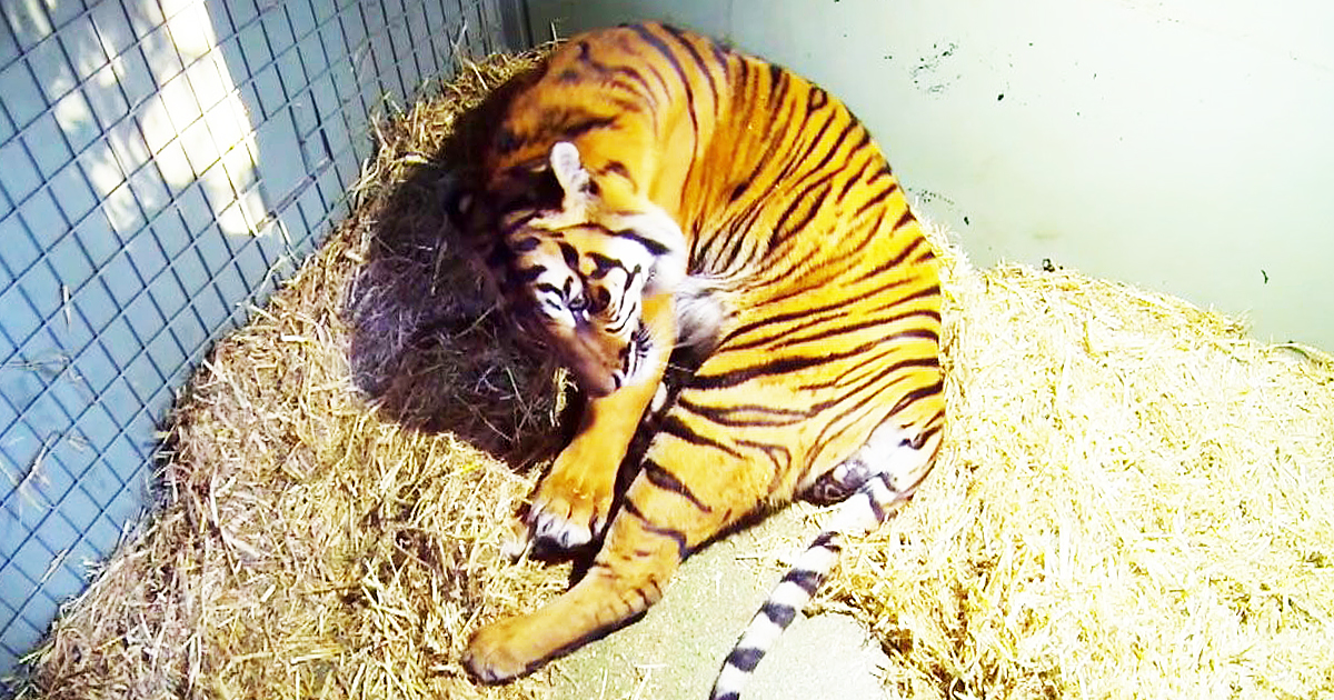 Australian Zoo Captures Live Video Of Tiger Giving Birth To Twins