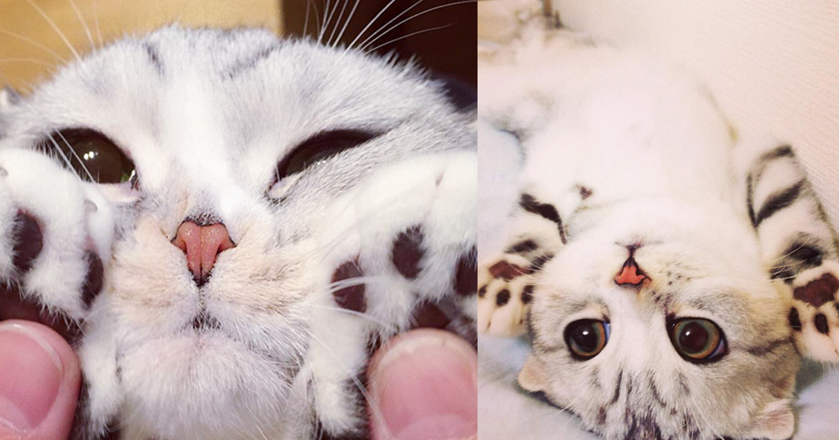 Meet The Unbelievably Cute Japanese Kitty With Over 250K Followers