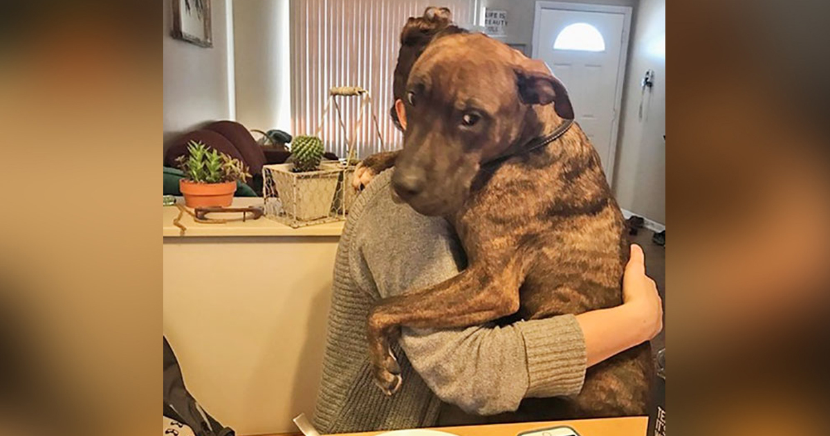 This Rescue Dog Still Hugs His Owner Every Night When She Comes Home To Show His Love