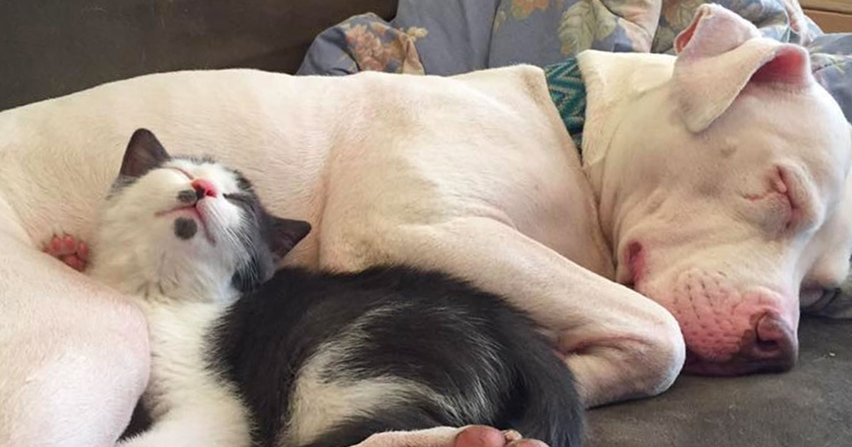 This Rescued Pitbull Has Become A Surrogate Mom To A Bunch Of Kittens 