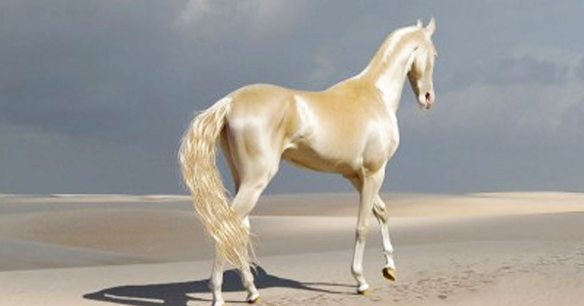 This Rare Animal Has Officially Been Dubbed ‘The Most Beautiful Horse In The World’
