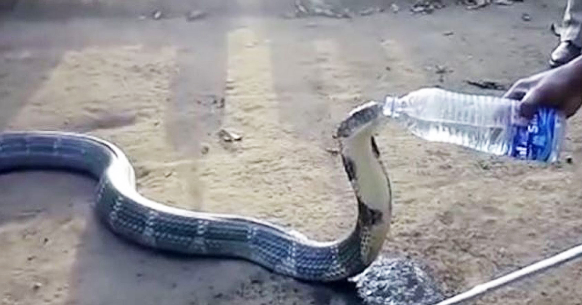 Villagers In India Put Their Lives In The Line To Save A King Cobra Dying Of Thirst