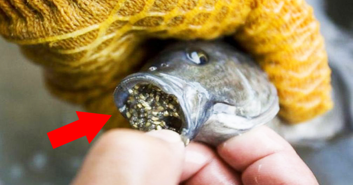 Do You Eat Tilapia? New Study Shows It's One Of The Most Toxic Seafood Products In The World