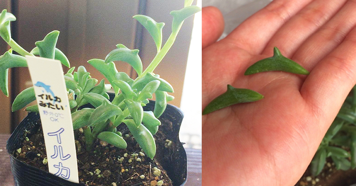 Dolphin Succulents Are The Next Big Thing In Japan And You'll Quickly See Why