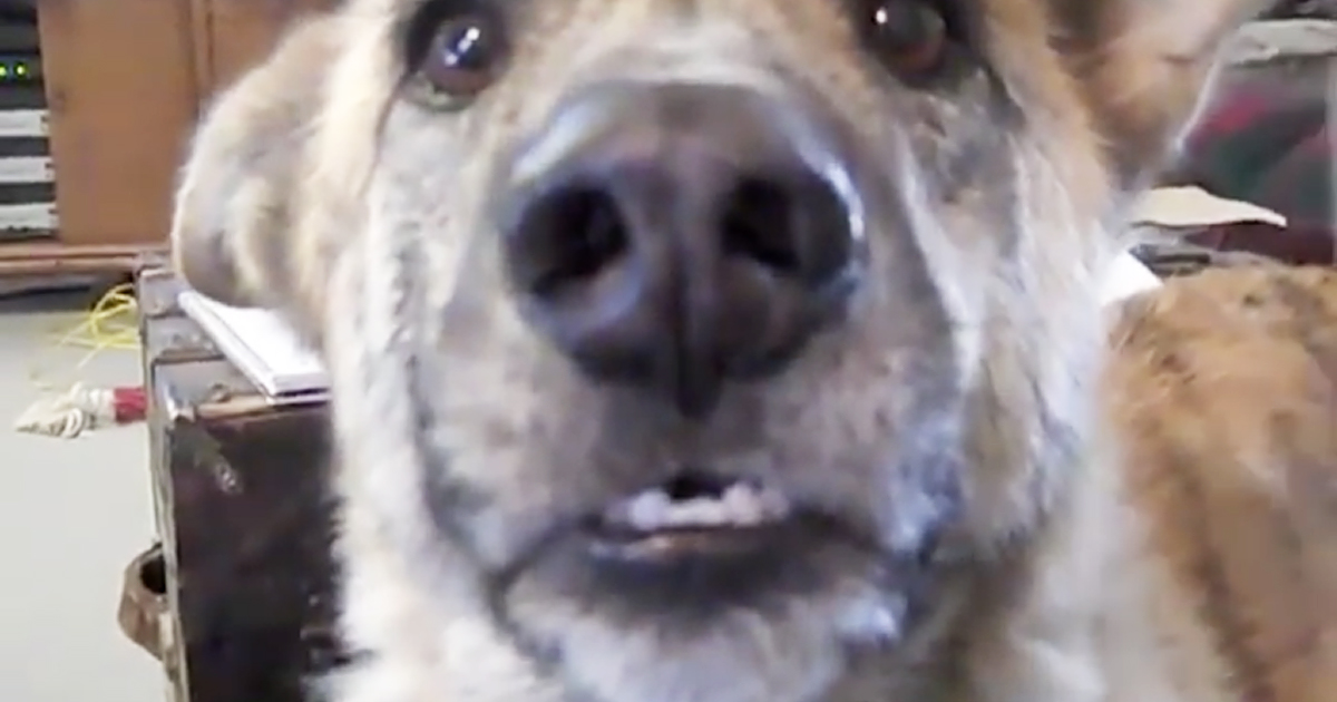 He Confesses To His Dog That He Ate All His Food And His Dog's Reaction Is Hilarious