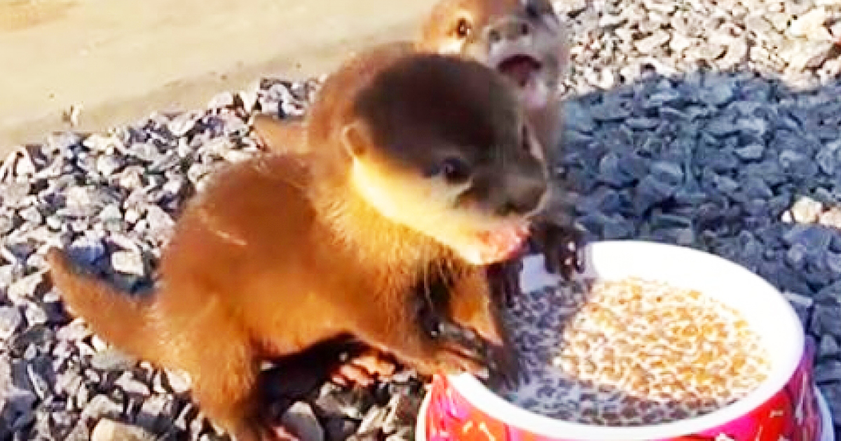 These Rescued Baby Otters Were Once Kidnapped And Starved, But Now Watch Their Reaction To A Meal!