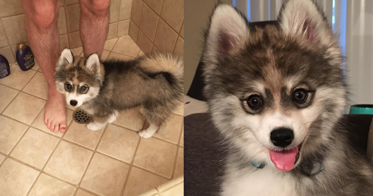 Check Out Norman - The Husky-Pomeranian Mix Puppy That The World Is Going Gaga Over