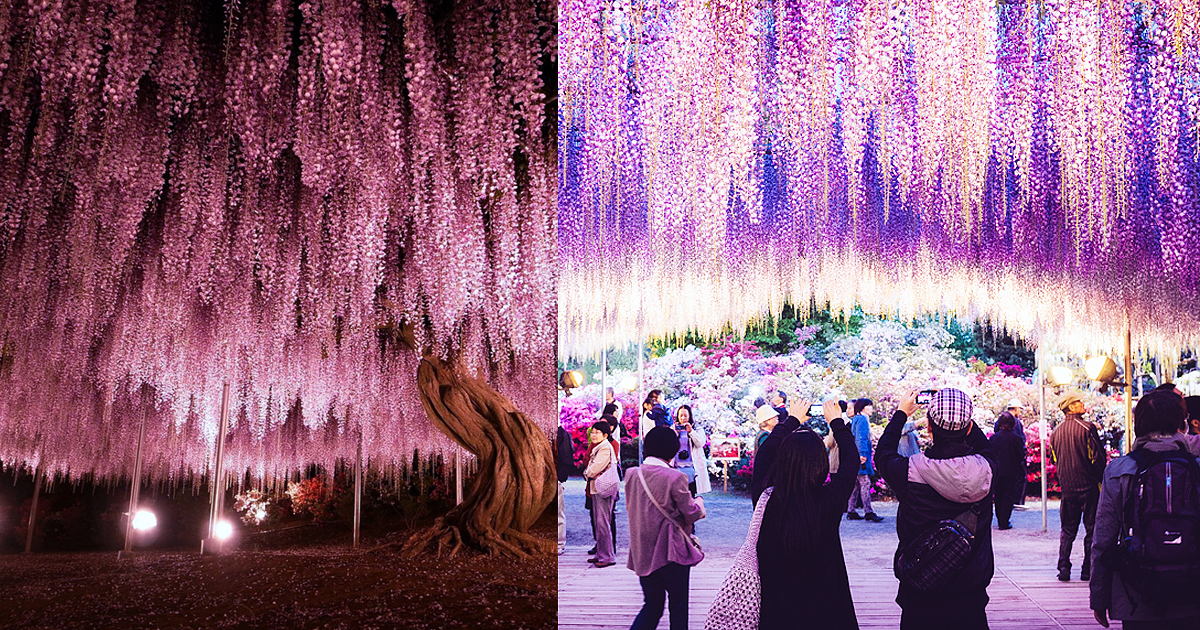 30 Reasons You Need To Go To Japan’s Stunning Wisteria Festival Immediately 