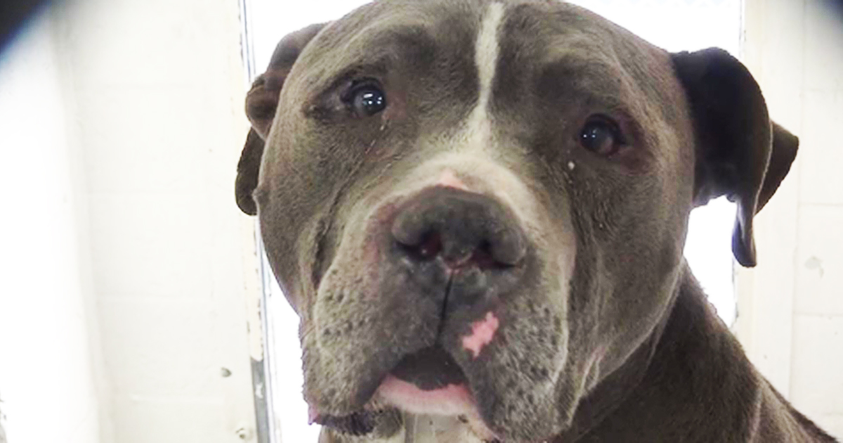 This Poor Pit Bull Has An Undeniably Human Reaction When He Realizes He's Been Abandoned
