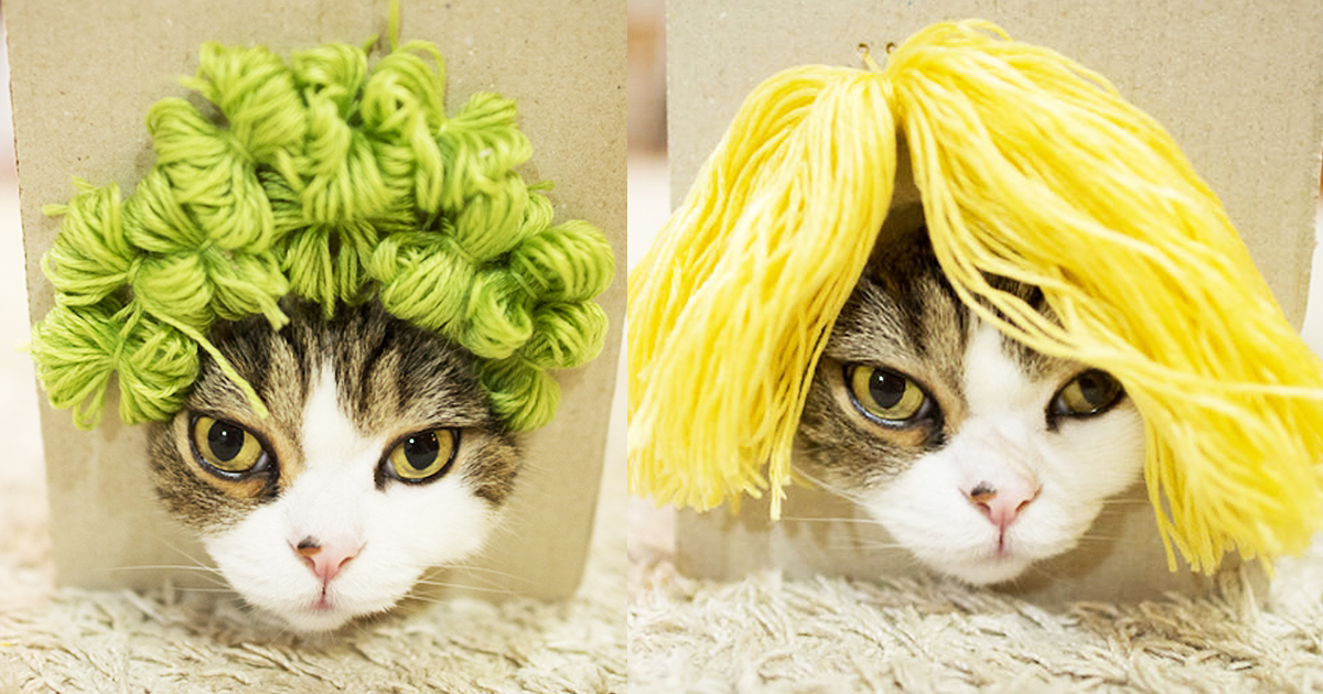 Maru The Cat Tries On Different Wigs Inside The Box Trap His Owner Built And It's Hilariously Cute