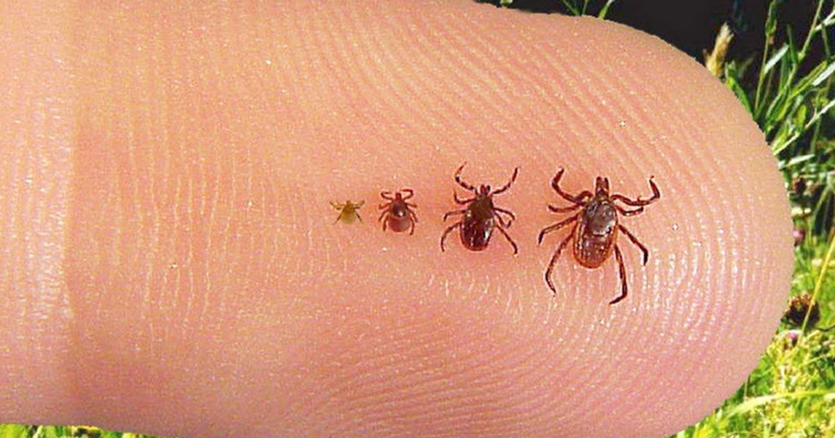Try This Simple Tip To Keep Yourself Free From Ticks All Summer Long