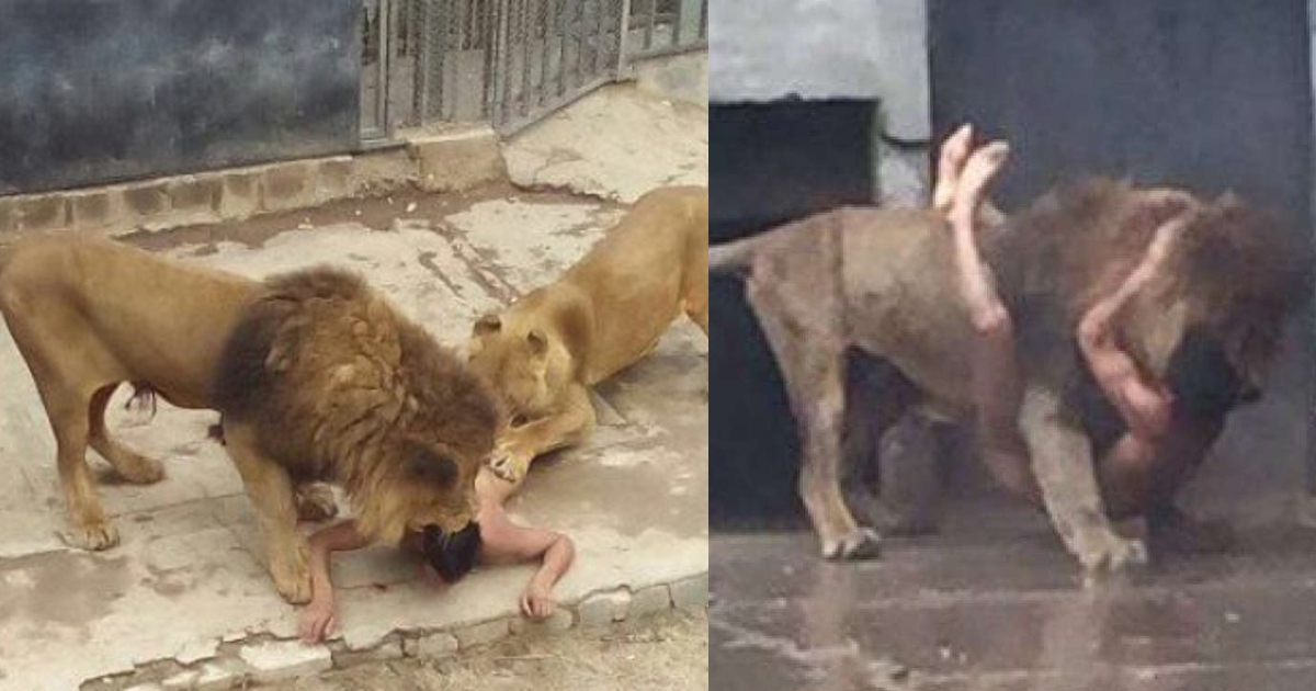 Suicidal Ex-Solider Jumps Naked Into Lion’s Cage, With Tragic Consequences