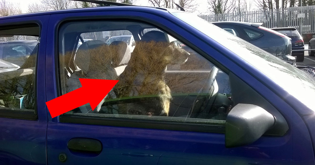 New Law Passed That Now Makes It A Felony To Leave A Pet In A Hot Car. What Do You Think?