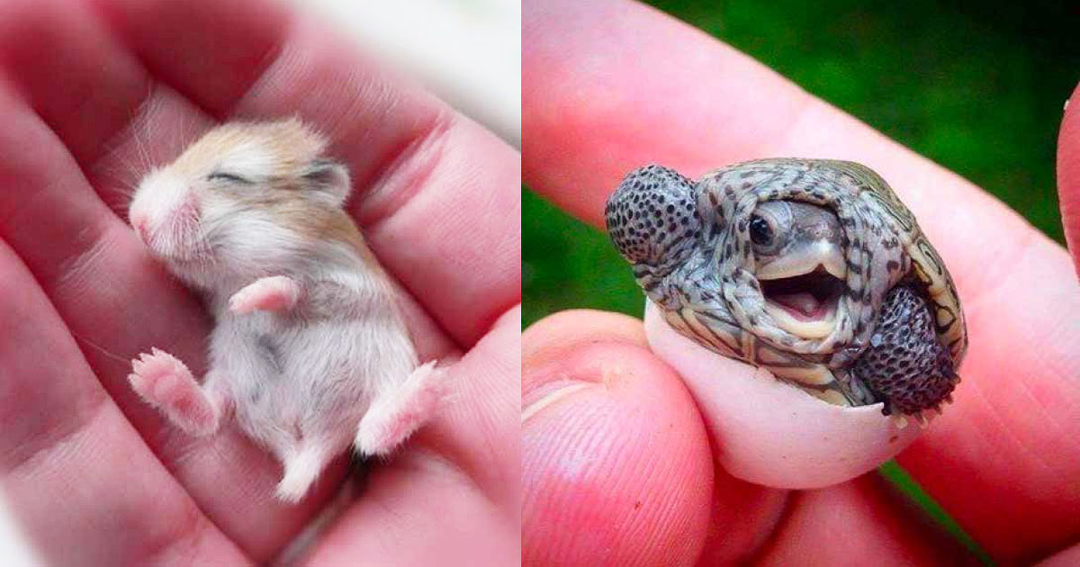 15 Adorable Baby Animals That Are Too Cute To Be True! 