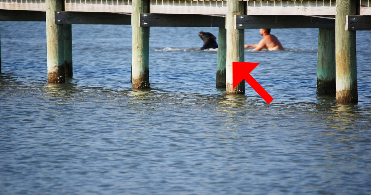 Man Spots Dangerous Animal Drowning, Dives Headfirst After It For Risky Rescue Mission