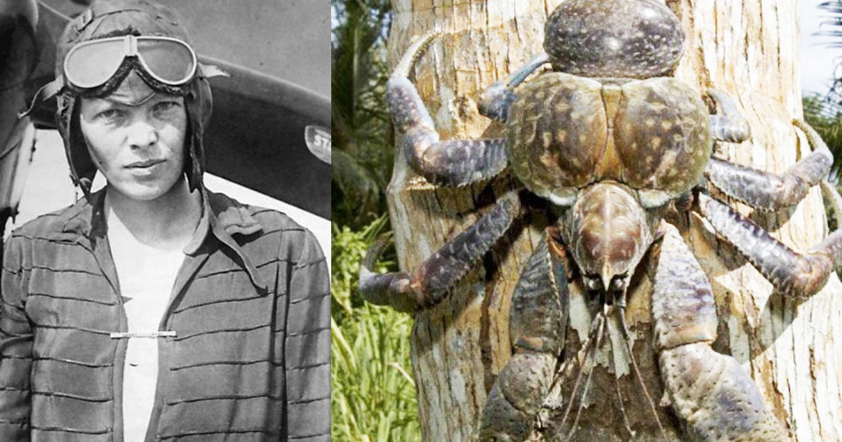 Strange New Amelia Earhart Theory Suggests She Was Eaten By Giant Coconut Crabs