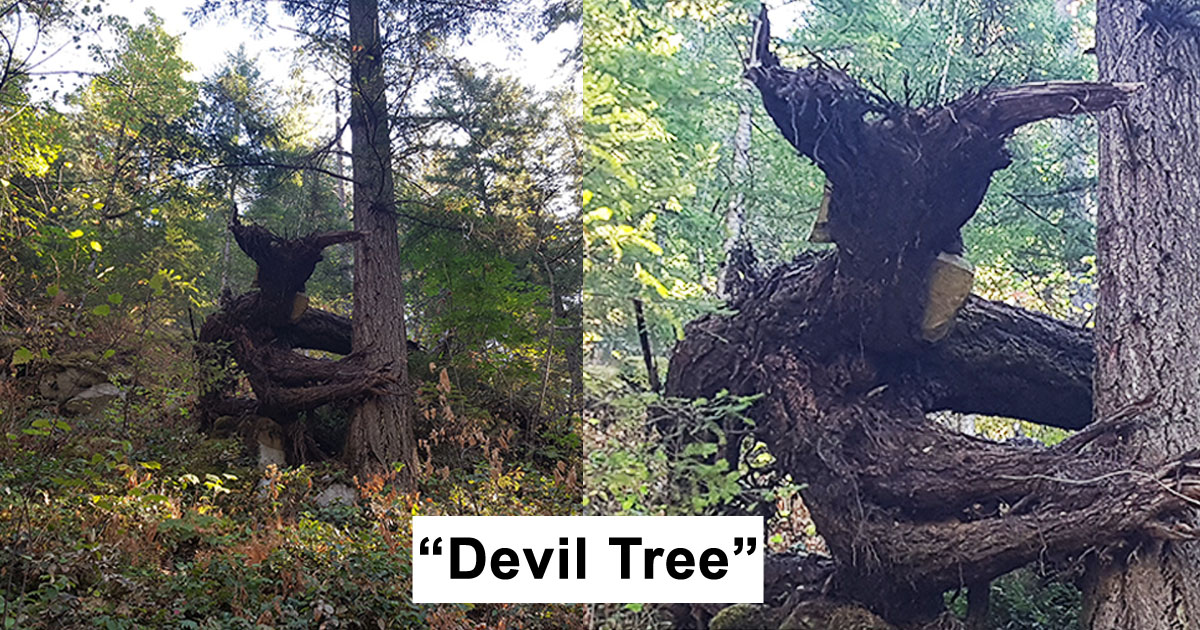 24 Trees That Look Like Something Entirely Different And May Make You Look Twice
