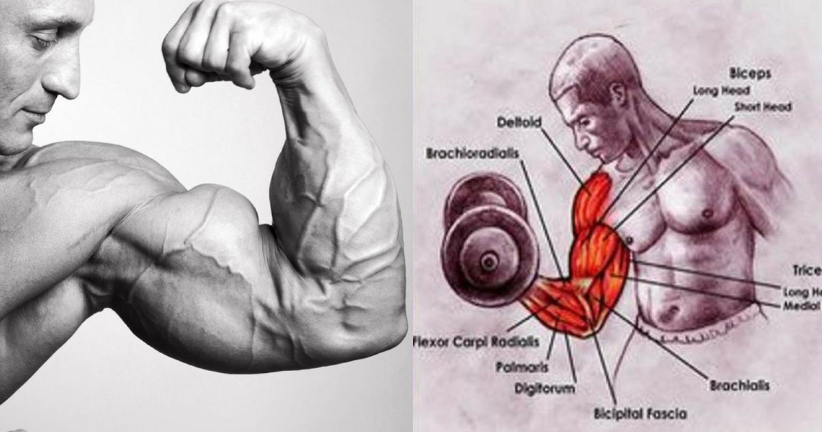 The Most Effective Gym Exercises For Bulky Biceps To Make Yourself Look Like Hulk