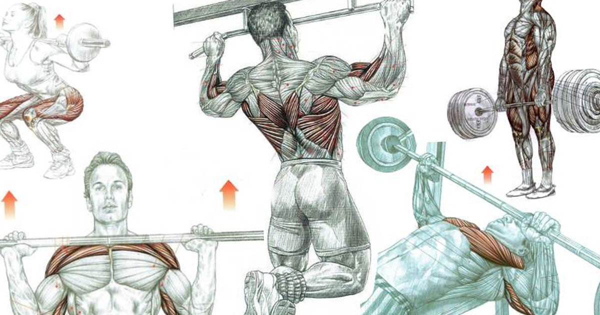 Compound Exercises – Essential Routine For Building Muscle