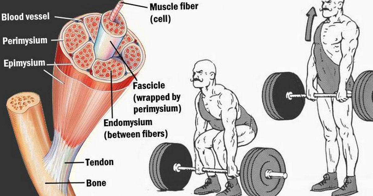 Deadlift Everyday To Supercharge Muscle Growth