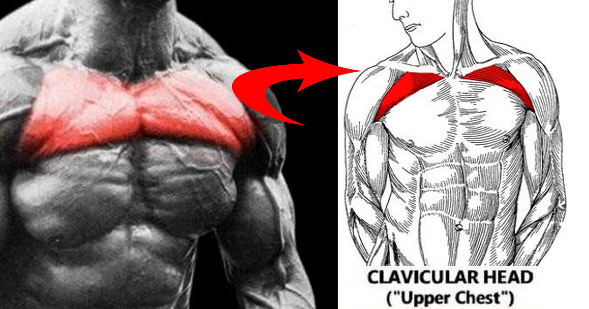 5 Exercises To Help Build The Upper Chest