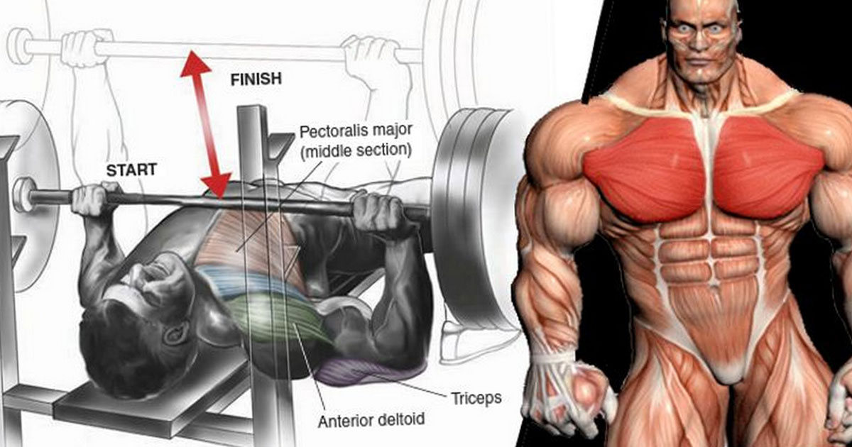 5 Proven Techniques To Help You Increase Your Bench Press