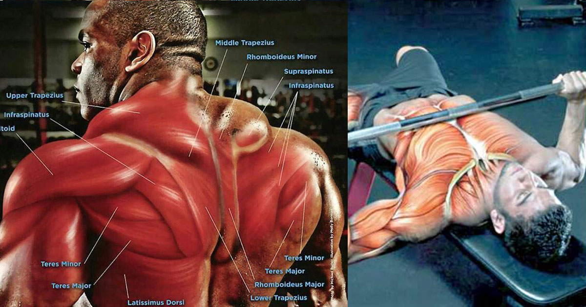 How Do You Grow A Bigger Upper Body? Check This Upper Body Workout