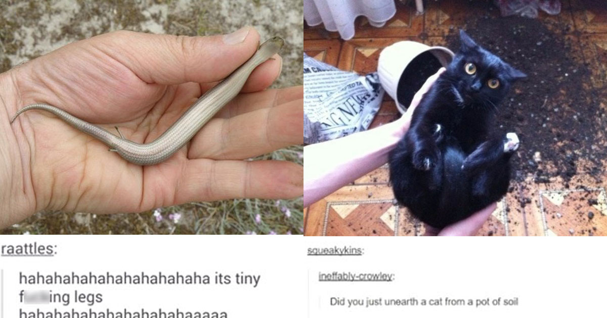 If You Don’t Laugh At These Hilarious Animal Posts From Tumblr, You’re Running Low On A Sense Of Humor