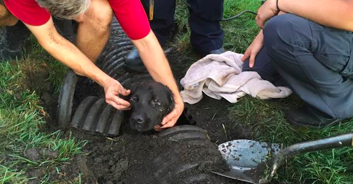 Edgar's Seven Horrible Days In A Storm Drain Has A Happy Ending