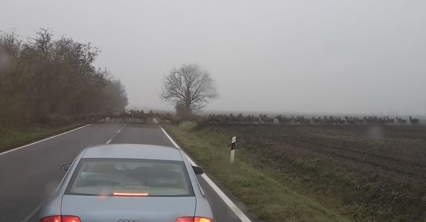 Hundreds Of Deer Unexpectedly Dart Across The Road And This Driver Caught It All On Video