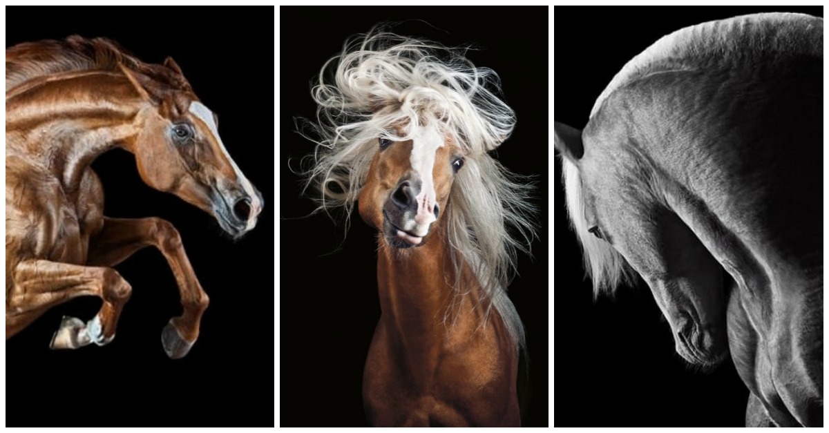 Photographer Composes Stunning Portraits Of Horses In Motion