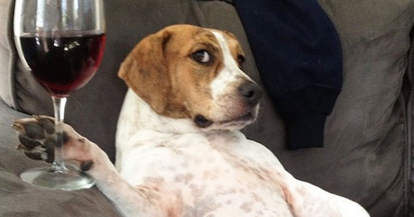 11 Amazing Dogs That Are Convinced They're Humans