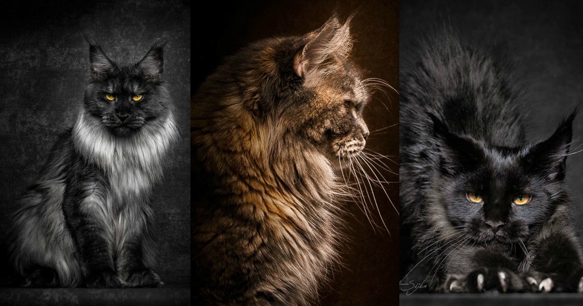 The Beautiful Maine Coon Captured By Skilled Photographer