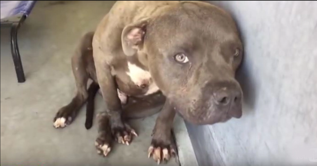 Woman Approaches A Dog-Fighting Pit Bull, But Her Kind Words Become An Amazing Transformation