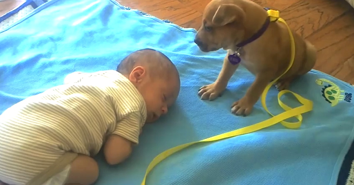 Un chiot minuscule se blottit contre un nouveau-né et fait la chose la plus tendre