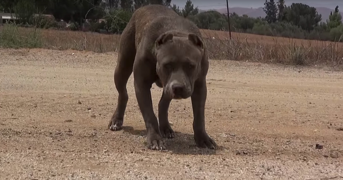 Abandoned Pit Bull Displays Joyful Affection Towards Her Rescuers