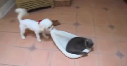 Cat Burglary? Adorably Mischievous Cats Stealing Dog Beds!