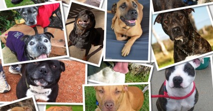 How Many Of These Dog Breeds Can You Name?