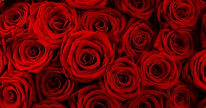 What Type of Rose Are You?