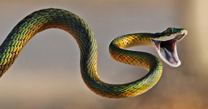 How Well Do You Know Snakes?