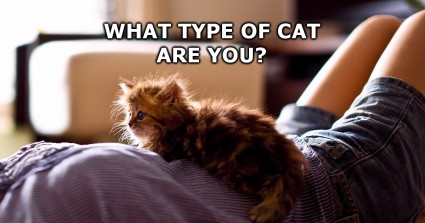 What Type of Cat Are You?