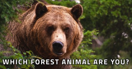 Which Forest Animal Are You? 