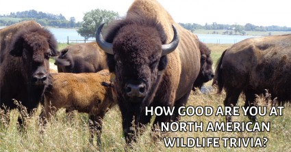 How Good Are You At North American Wildlife Trivia? 