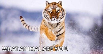 What Animal Are You?